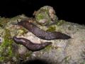 Limax engadinensis